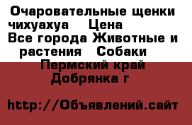 Очаровательные щенки чихуахуа  › Цена ­ 25 000 - Все города Животные и растения » Собаки   . Пермский край,Добрянка г.